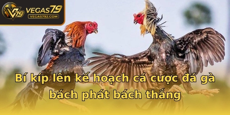 Bí kíp lên kế hoạch cá cược đá gà bách phát bách thắng