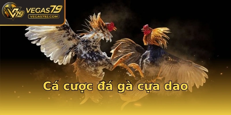Cá cược đá gà cựa dao