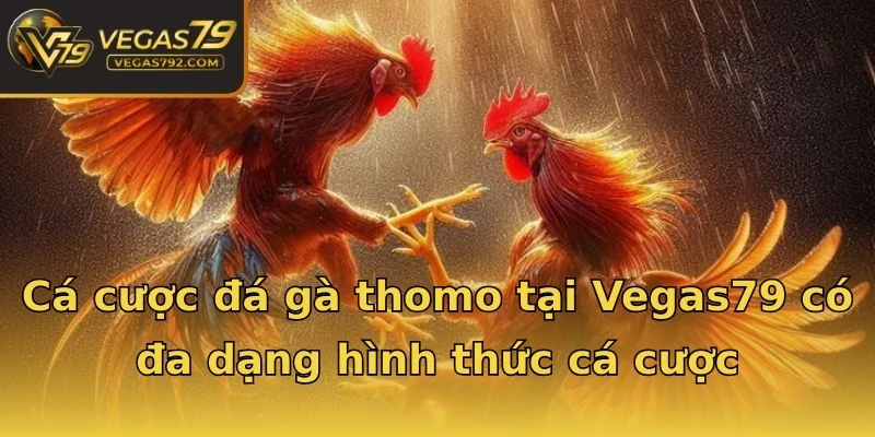 Cá cược đá gà thomo tại Vegas79 có đa dạng hình thức cá cược