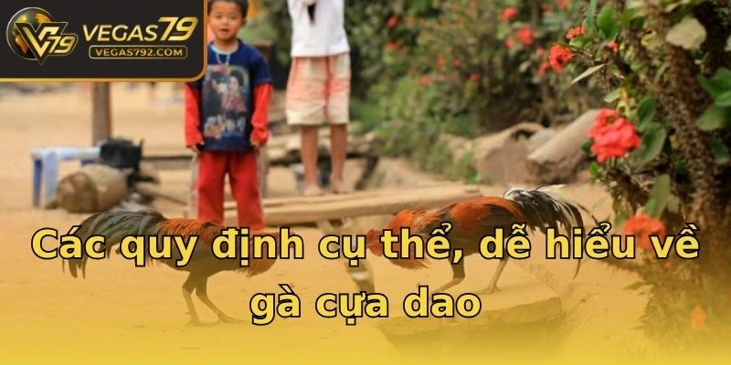 Các quy định cụ thể, dễ hiểu về gà cựa dao