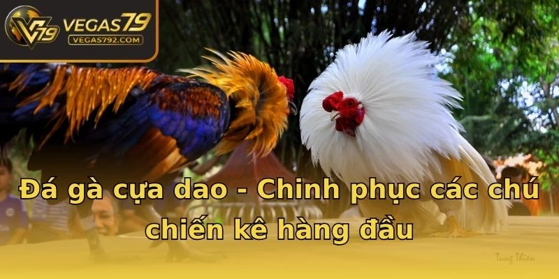 Đá gà cựa dao - Chinh phục các chú chiến kê hàng đầu