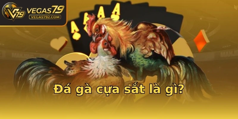 Đá gà cựa sắt là gì?