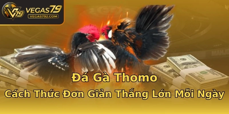 Đá Gà Thomo - Cách Thức Đơn Giản Thắng Lớn Mỗi Ngày