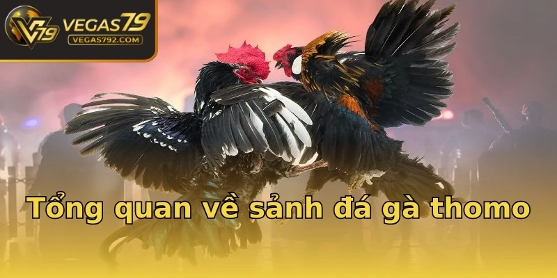 Tổng quan về sảnh đá gà thomo