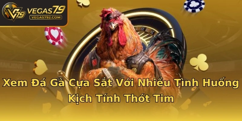 Xem Đá Gà Cựa Sắt Với Nhiều Tình Huống Kịch Tính Thót Tim